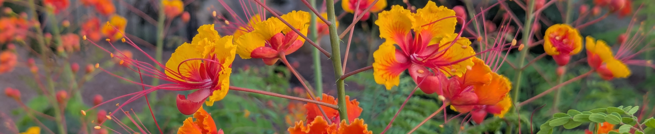 Mexican Bird of Paradise